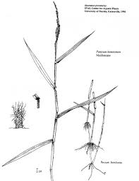 Image result for Panicum funaense