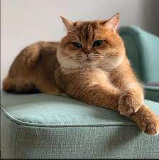 samye shekastenkie kotiki ryzhie kotyata milye kotiki kotopes