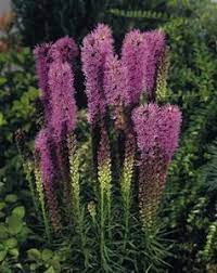 Gayfeather Seeds Liatris Blazing Star Liatris Flowers Perennials Flower Seeds