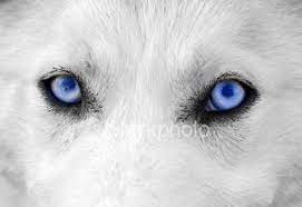 White Wolf With Blue Eyes Amazing Wolf With Blue Eyes Puppy Dog Eyes Husky With Blue Eyes