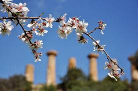 We did not find results for: Sagra Del Mandorlo Foto Sicilia Sicily Photo