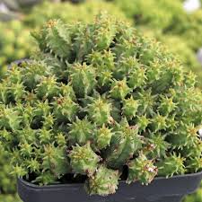 Image result for Euphorbia zambesiana