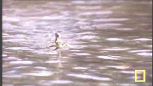 Lizard Running On Water Vine Youtube