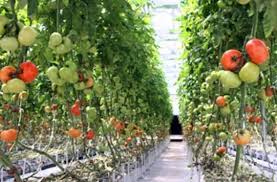Maybe you would like to learn more about one of these? Hydroponic Design For Android Apk Download