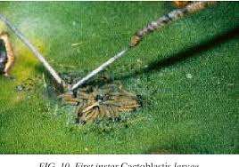 On january 6, 2016 · category: Pdf Biology History Threat Surveillance And Control Of The Cactus Moth Cactoblastis Cactorum Semantic Scholar