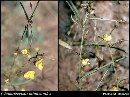 Image result for Chamaecrista mimosoides