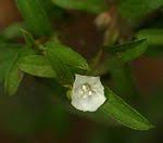 Image result for Seddera capensis