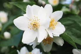 We did not find results for: 5 Beautiful Flowers That Preserve Mental Health Blog Flower Patch Online Flower Delivery Phillippines