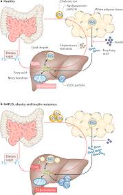 Looking for tell me about carbohydrates? The Regulation Of Hepatic Fatty Acid Synthesis And Partitioning The Effect Of Nutritional State Nature Reviews Endocrinology