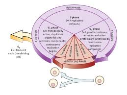 In animal cell cycle centriole duplicates during. The Centrosome Duplicates During The