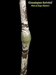 Image result for Gonatopus