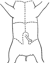 Fetal Pig Dissection And Lab Guide