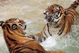 Tigers Fighting Tiger Fight Stock Photos