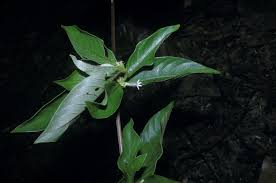 Image result for Sabicea