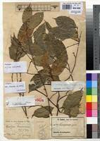 Image result for Afrostyrax