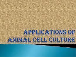 Cell culture techniques understanding how our cells. Applications Of Animal Cell Culture Ppt Download