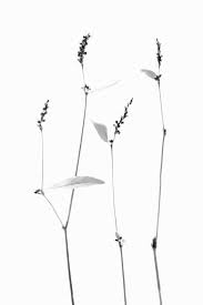 Black And White Plants Background Pin By Darlingeleanor On De Mots De Fleurs Black And White Background Plant Pattern Leaf Images
