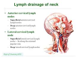 Maybe you would like to learn more about one of these? Lymphatic System Shandong University Liu Zhiyu Ppt Video Online Download