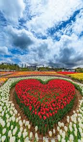 Epingle Par Nancy Hall Sur Vsichko Belles Fleurs Jardins Botanique Art Des Jardins