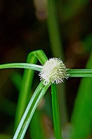 Image result for Kyllinga squamulata