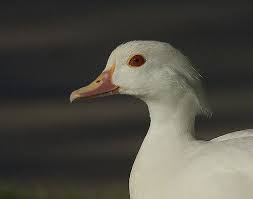 Santee Albino Wood Duck Hen Wood Ducks Albino Santee