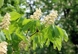 We did not find results for: 17 Wild Ornamental Trees Poisonous To Dogs Fairmount Pet Service