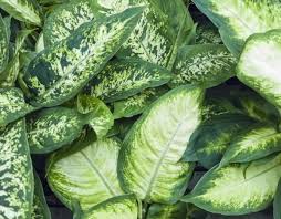 Usine De Dieffenbachia Soins En 2020 Image De Fond Plantes Tropicales Plantes Toxiques