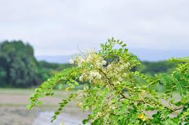 Image result for Albizia procera