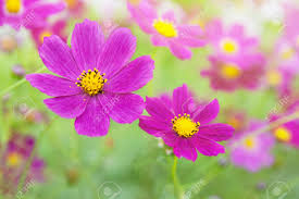 Se raccogli fiori diversi, ottieni un bouquet. Immagini Stock Cosmo Di Bellissimi Fiori Puo Essere Utilizzato Come Sfondo Image 10224285