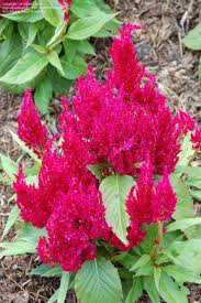 Plantfiles Pictures Cockscomb Plume Plant Feathered Amaranth Plumosa Group Century Rose Celosia Argentea Var Plum Pretty Gardens Plants Blooming Trees