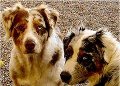 Australian Shepherd Wikipedia