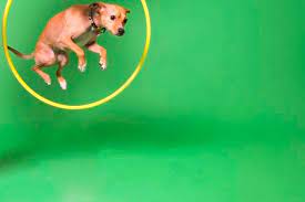 Tuition is $925 for 7 days. Are Board And Train Programs Right For My Dog Bark