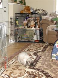 Holland Lop Size Binkybunny