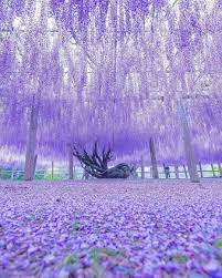 Wisteria Tunnel Kawachi Fuji Gardens In Kitakyushu Japan Nature Photography Beautiful Nature Wisteria Garden