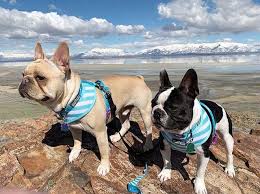 Rainbow Stars Dog Collar Dogs Dog Collar Dog Accessories