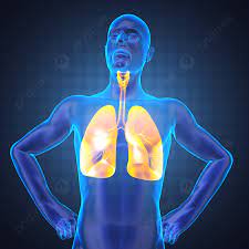 علم الأشعة الجذع للصدر البشري صورة الخلفية والصورة للتنزيل المجاني - Pngtree