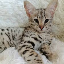 Bengal kittens, savannah kittens, serval kittens and cracal kittens in our large breeding program, all of our kittens are exposed to an appropriate amount of uv lighting. Savannah Kittens For Sale F1 F5 Home Facebook