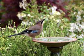 Wasser und naturstein bilden in vielen gärten wichtige komponenten, die den garten aufwerten. Vogeltranke Im Garten Das Ist Zu Beachten Plantura