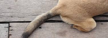 These painful, oozing sores can appear seemingly out of nowhere and often spread rapidly. Reasons Why Your Dog Is Losing Tail Hair Hill S Pet