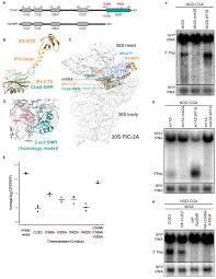 Check spelling or type a new query. The Endonuclease Cue2 Cleaves Mrnas At Stalled Ribosomes During No Go Decay Elife