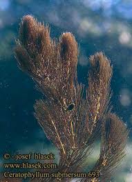 Image result for Ceratophyllum submersum