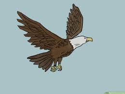 Please pause the how to draw a bald eagle (cartoon) video after each step to draw at your own pace. 4 Ways To Draw An Eagle Wikihow
