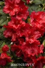 Scarlet Wonder Dwarf Rhododendron Monrovia Scarlet Wonder Dwarf Rhododendron Plants Trees To Plant Rhododendron