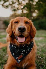 Check spelling or type a new query. Field Golden Retriever Puppies For Sale Wisconsin Bmo Show