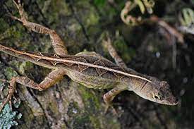 Brown Anole Female By Typomazoku On Deviantart Lizard Species Lizard Anole