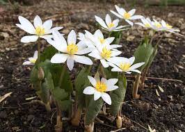 Check spelling or type a new query. 6 Wildflowers To Look For This Spring And Where To Find Them Three Rivers Park District