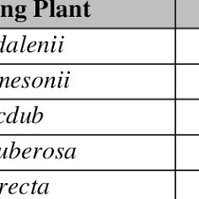 Image result for Schizostephanus alatus