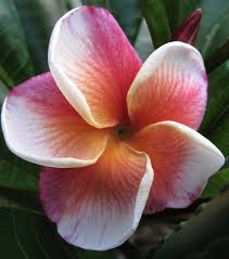 The Plumeria J 105 Jj One Of The Best Thai Hybrids On The Market Orange Purple Pink Coral And White With Thick Petal Frangipani Little Gardens Plumeria