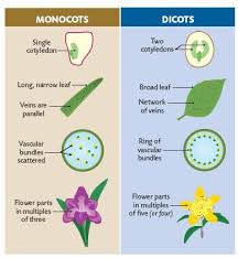 In dicots they form a ring in sum, the monocot cotyledon appears to be a phylogenetic issue likely to elude the amateur botanist hoping to observe it. Anatomy Of Dicotyledonous Plants Support And Transport Systems In Plants Siyavula