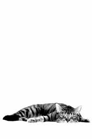 Pin By Burcu Aydogdu On Animali E Natura B N Black White Animals Crazy Cats Cute Animals Animals